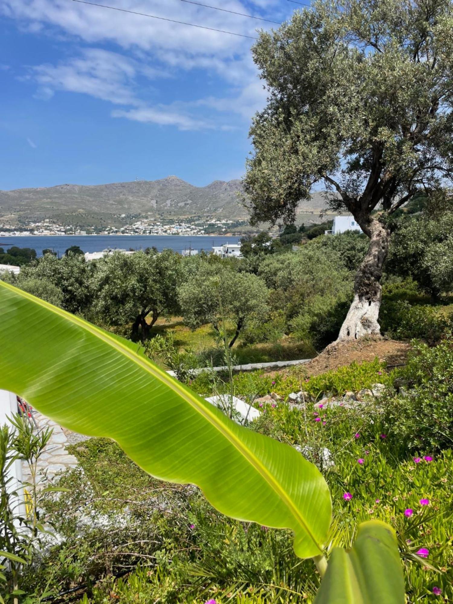 The Velanidies - Οι Βελανιδιές Agia Marina  Buitenkant foto